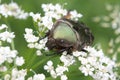 Cetonia aurata or Rose Chafer beetle Ã¢â¬â beautiful green bug
